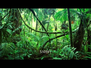 [BONUS] Track #17: Sounds from Jungle