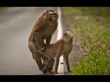 İnsanlar Gibi Çiftleşen 10 Maymun