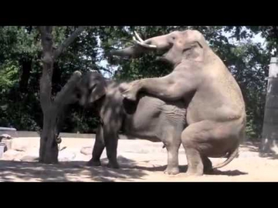 Слоны трахаются, смешное видео