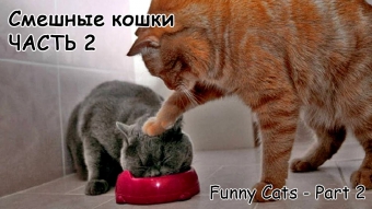 Смешные кошки #2 - подборка 2013