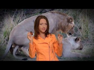 Лев, животное-мудак: секс 40 раз в день, многоженство, драки, тунеядство // Все как у зверей