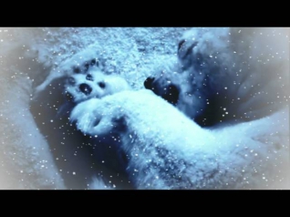 Медведица - Ложкой снег мешая