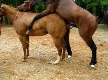 Hot Sex between animals (Mating) Very Funny Video New 2015