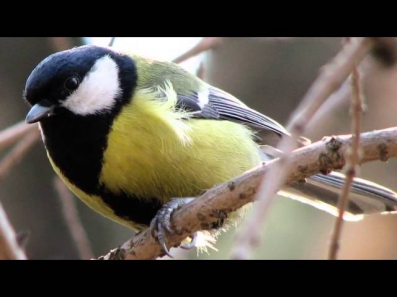 Звуки Природы.  Пение птиц - Большая Синица - Звуки птиц.