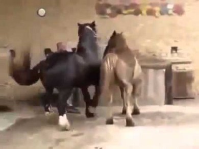 Sex Animal Mating Documentary Horse Breeding Спаривание Лошадей