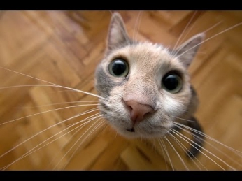 Смешное видео с кошками 2013 - Самое лучшее! Забавные кошки