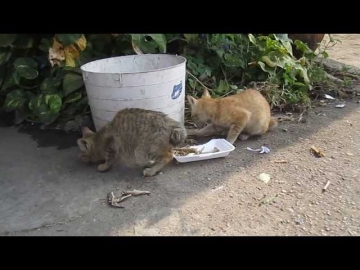 Thailand. beautiful cats eat in Pattaya / Таиланд. кошки без хвостов едят в Паттайе