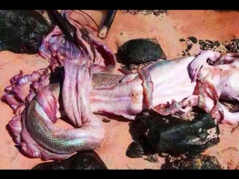 В Мексике нашли мертвую русалку. In Mexico, was found dead mermaid