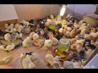 Цыплята кур разных пород: Орпингтон, Брама, Кохинхин. Хозяйство Гуковские куры