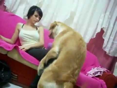Sapık Köpek Kızı Taciz Ediyor