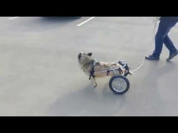 Кузя в инвалидной коляске для собак Animal Mobile