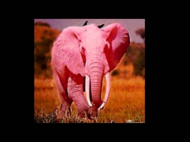 детская песенка - Розовый слон!!!