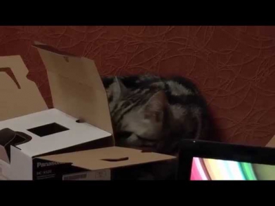 Кошка-годзилла / Ночной тест камеры