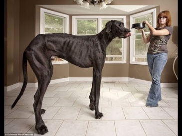 Самая большая собака в мире / The biggest dog in the world