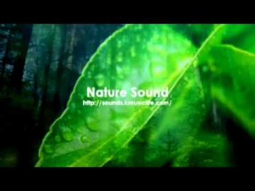 сборник 1 звуки живой природы
