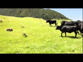 Коровы vs радиоуправляемая машинка.avi
