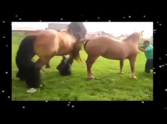 Спаривание или репродуктивное размножение коней