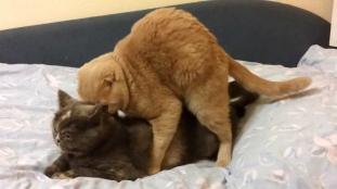 коты занимаются сексом