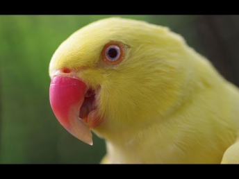 Желтый попугай говорун 