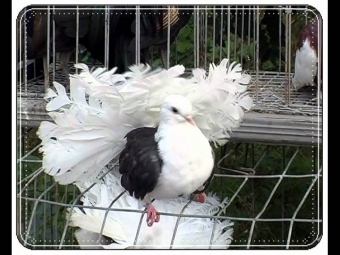 Тимур Темиров-Моя голубка.