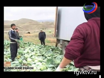 В Дагестане за прошлый год произведено сельхозпродукции на 78 млрд рублей