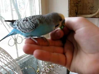 Попугай волнистый - Приучаем к руке (1)