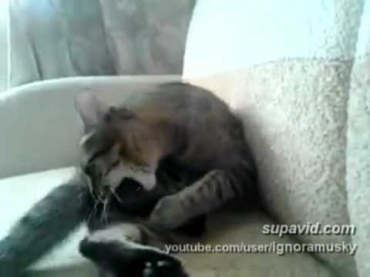 cat fell out with his own paws (кот в ссоре с собственными лапами)