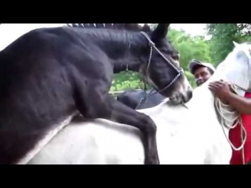 Секс 2015 Donkey Mating With Horse 2015 Спаривание Осла С Лошадью453