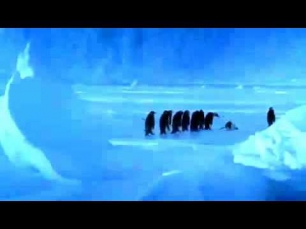 пингвины как люди =))))