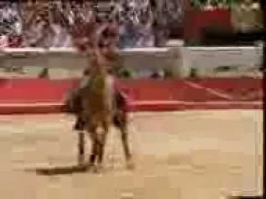 Знаменитая Лошадь Салим бая!