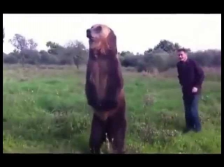 bear plays the trumpet and dances, Most Talented Bear Ever