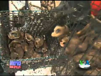 Inson va tabiat: Dengiz in'omlari /Oysters Recovery