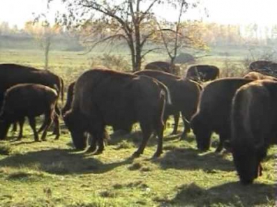 Bison Ranch Falk Selka : TRAVEL VIDEO SHOPPING traveleleven