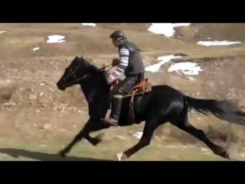 Узбек Оти 60/км тезликда чопадиган | Скоростной Лошадь