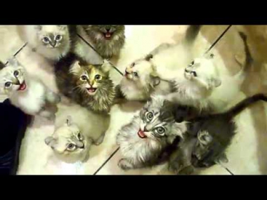 My insane hungry cats - ОЧЕНЬ МНОГО голодных котят! (Мяяяууу))