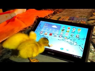 УТЯТА за ПЛАНШЕТОМ. Смешные животные видео. Ducklings for your tablet. Funny animals video