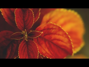 Karunesh - Call of the Mystic (Beautiful Relaxation Music) [Full album + tracklist]