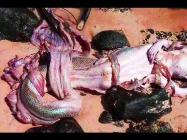 В Мексике нашли мертвую русалку | Мексиканская #русалка | Mermaid in Mexico