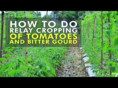 Tomato and Bitter Gourd Relay Cropping- Agribusiness Season 1 Ep 11 Part 2