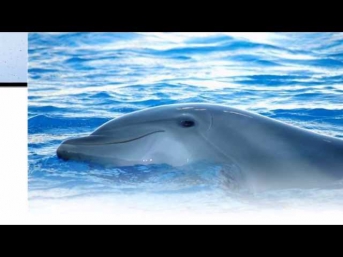 Исцеляющие звуки дельфинов - релакс