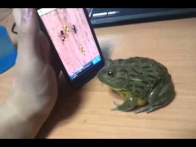 Лягушка играет в игру android