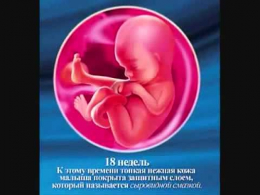 Календарь недель беременности - Video-Med.ru