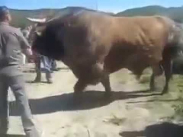 DUNYODAGI ENG KATTA BUQA UZBEKISTONDA в мире самый большой бык