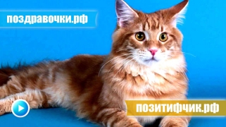 Кот громко мяукает - прикол над своим котом ))