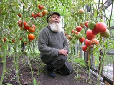 Как вырастить помидоры: советы, рекомендации
