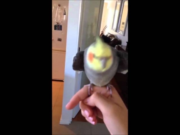 Bird singing dubstep! (ORIGINAL)