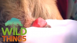 Coco the Chihuahua Bites His Own Genitals | Wild Things
