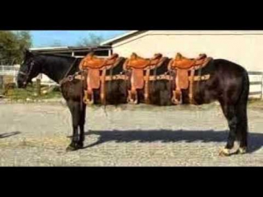 ВDünyada UZUN atları (ŞOK VİDEO)