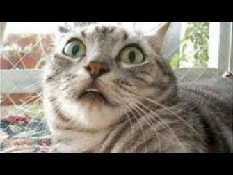 Смешное видео кошек Компиляция 2014 [Новые HD]
