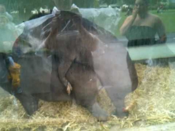 Tapir sex at dublin zoo